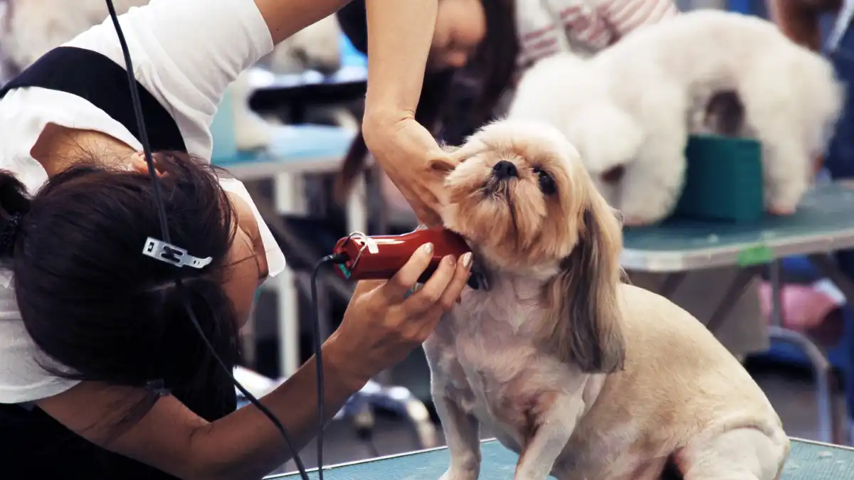 Pet shop banho e tosa perto de mim